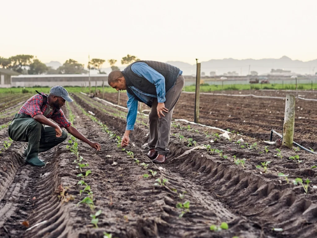 Two people examine young plants in a field, crouching and inspecting the soil. The surroundings include other agricultural plots and distant buildings under a clear sky.